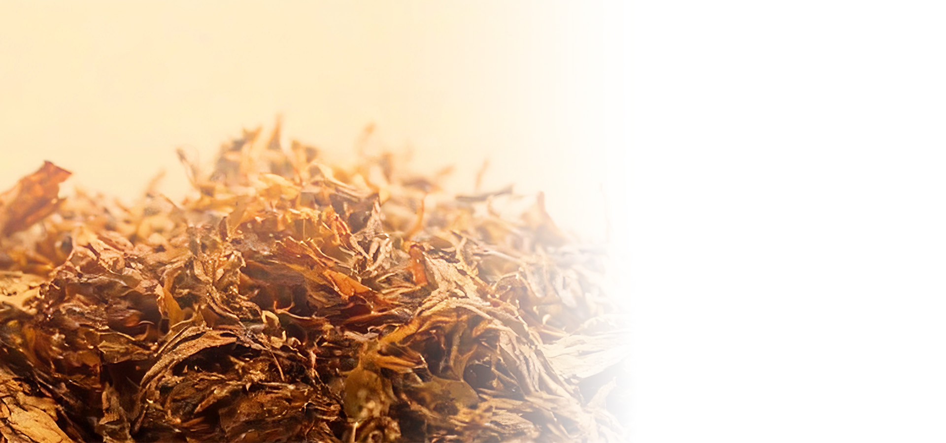 <span>TABACCO</span> <br />
SERIES